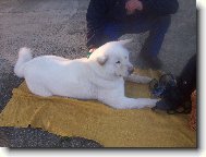 Ziru�ka na v�stav�