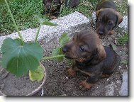 konzerva je dobr�, ale kdy� nen� co j�st..........