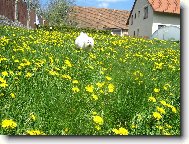 Shereen mezi pampelikama