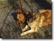 Ketynka s Bob��kem