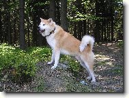 Kde jsem zahldl toho divoka?