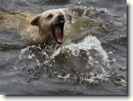 Argo a vodn� hr�tky