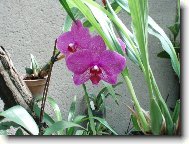 N�v�t�va u Anonyma