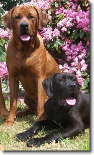 chovatelsk stanice ,,Diamant severu,,-www.tosainu.cz