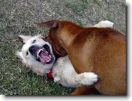 Hr�tky (Bronwyn de Bismill�hi)