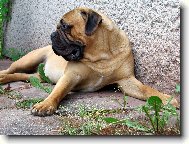 APOLLO BUARGA - GOLI��