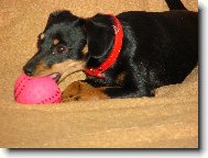 Srn�� ratl��ek