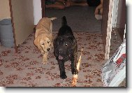 �arpej a Labradorka