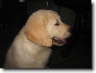 Zlat� retr�vr - Corny, Cassy od Sv�tlovsk�ho Pot��ku (Haylie)