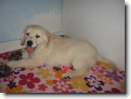 Zlat� retr�vr - Corny, Cassy od Sv�tlovsk�ho Pot��ku (Haylie)