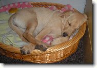 Britu�ka 14-t�dn�