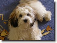 havansk� bi�onek