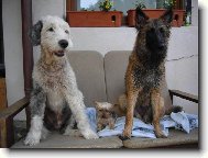 GR�TINKA 13.5 ROKU, BOBTAIL 14.5 ROKU A MALINOIS 7 M�S�C�