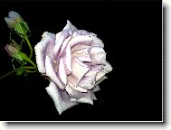 R��i�ka v noci