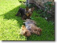 ps� sle�ny Lady a Nely