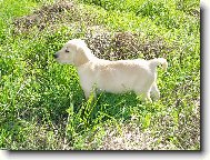 Nelly - 3 m�s��n� pr�ola