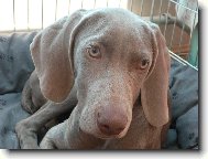 zamylen mlad krasavice