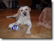 Andy Sviadnovsk� kozl�k