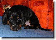 Mal� pr�zkumn�k