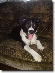 Na�e borderka Arnika