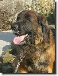 Zlat�� Leonberger