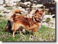 ivava - chihuahua Cassiopeia Space beauty