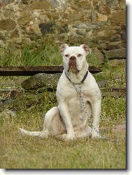 Vee Eight&quot;s Hemi&quot;Cuda
