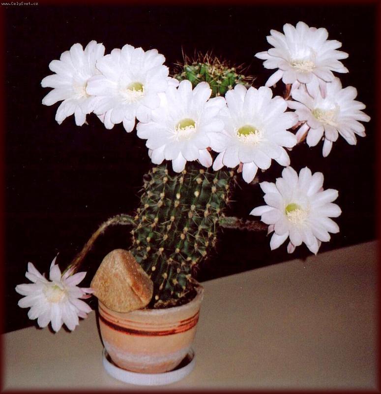 Foto: Kvetouc� kaktus-dtto