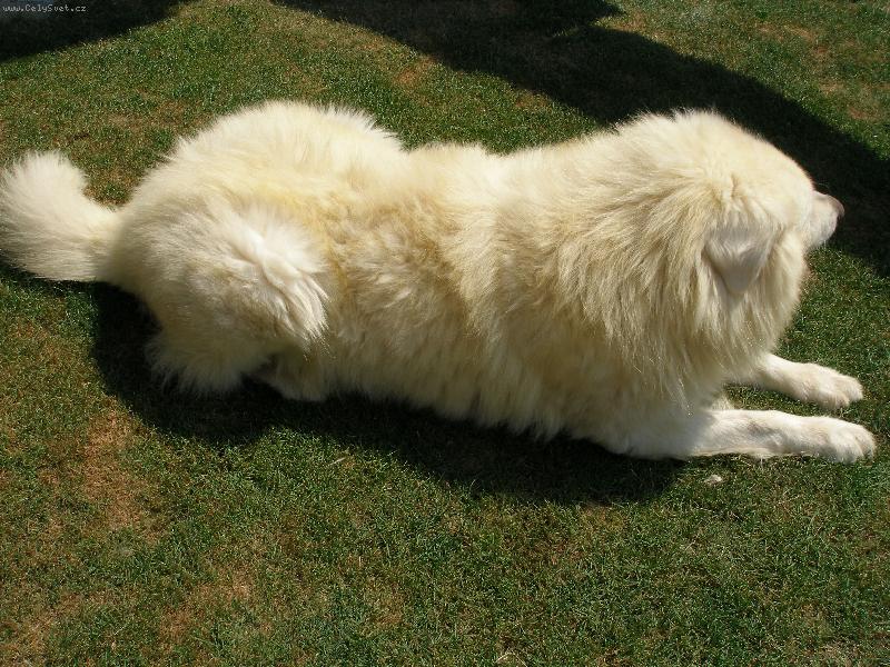 Foto: Tenhle pes se jmenuje Stop :)