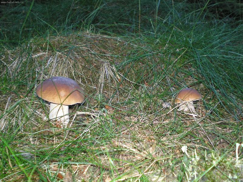 Foto: Kr�sa na�ich les�-U� rostou :)