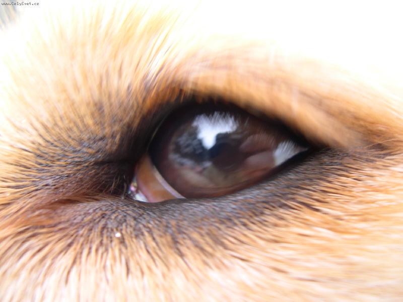 Foto: Oko-Oko zlat�ho  retr�vra