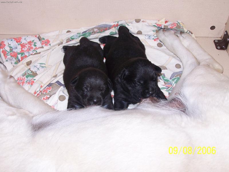 Foto: Krmen� drav� zv��e