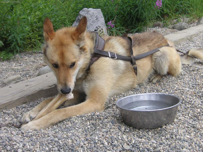 Foto: Sledge dog-Husky-Alaska