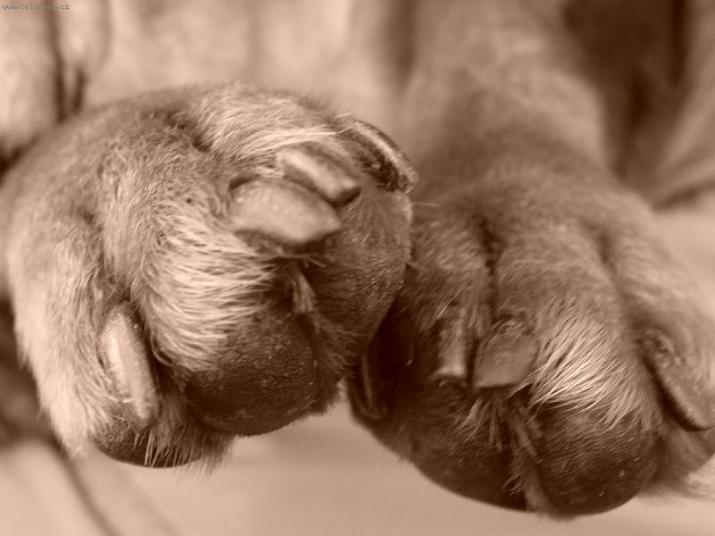 Foto: paci�ky-nejsrandov�j�� kousek na�eho pejska :)