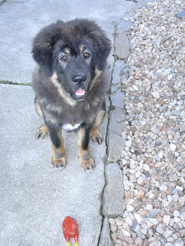 Foto: Bas�k, 6 m�s�c�