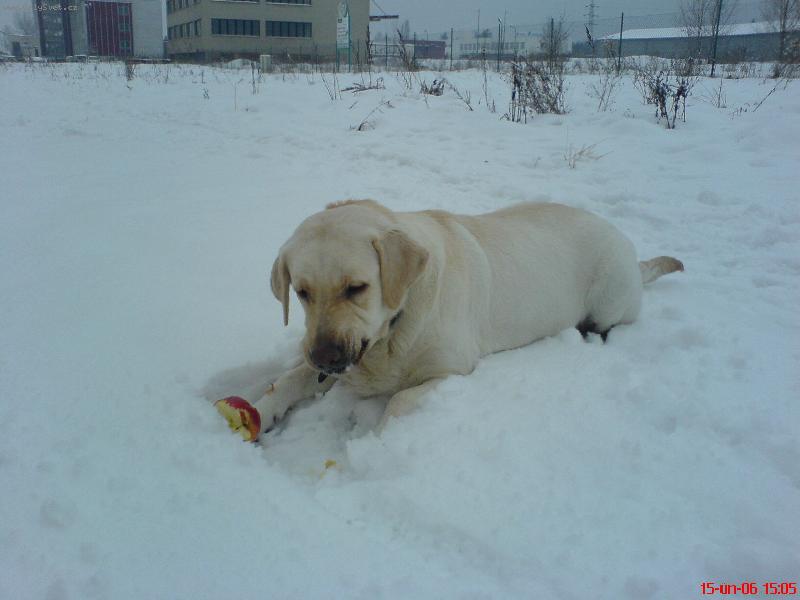 Foto: To jabko je trochu zmrzl� :/