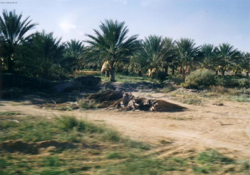 Foto: africk� f�ky