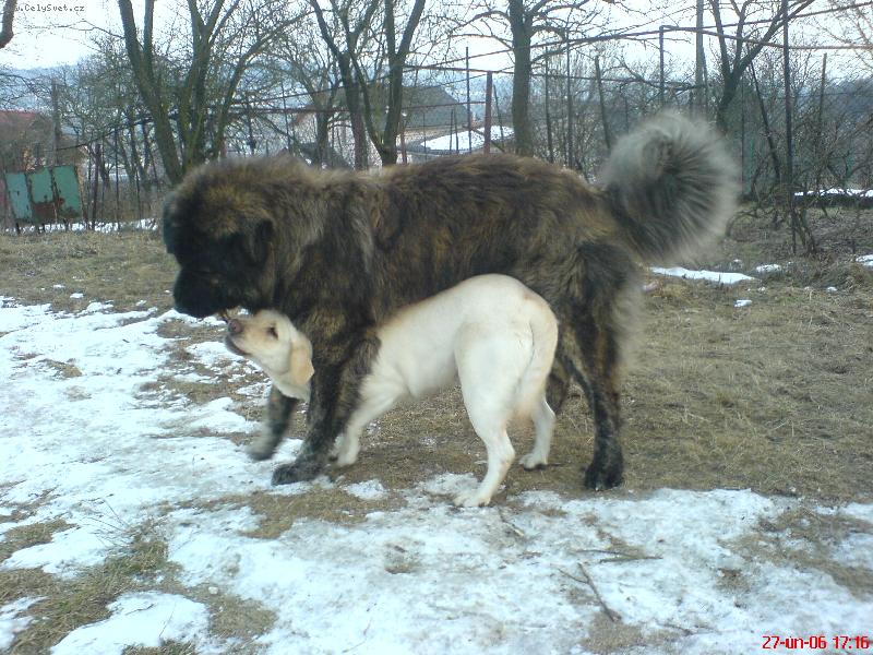 Foto: Na�i pejsci labradorka Kettynka a kavkaz�k Hugo-SSi mysl�,�e kdy� se� velkej tak ti ten klacek nevezmu?i mysl�,�e kdy� se� velkej tak ti ten klacek nevezmu?