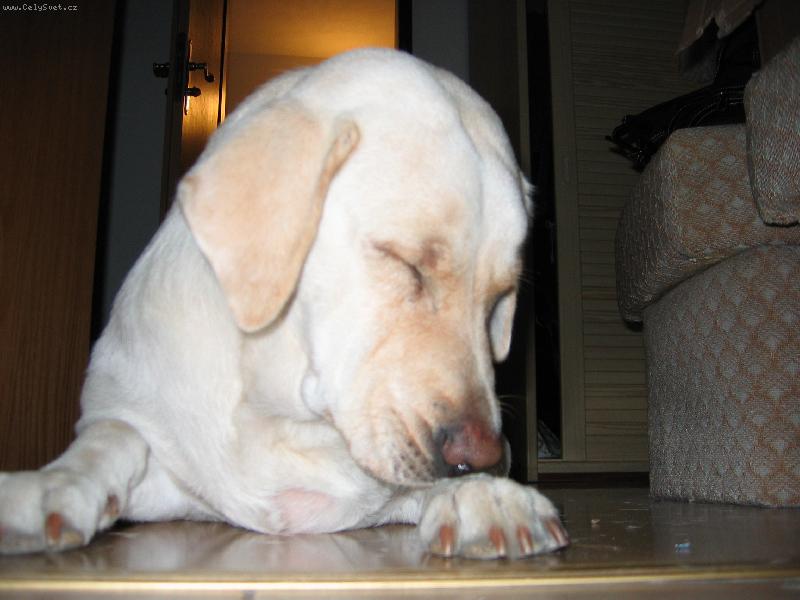 Foto: Labradorka Ketty- :o)