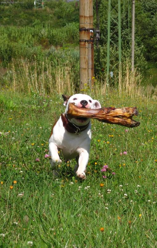 Foto: D��ek-D��ek lovec