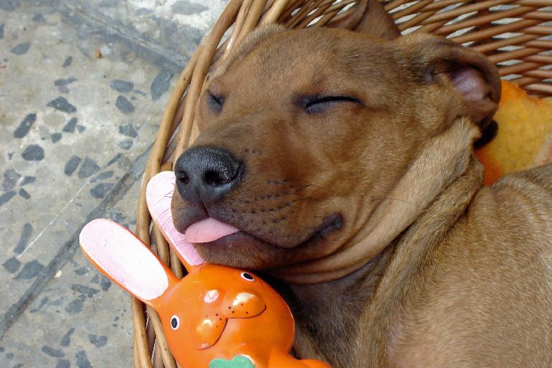 Foto: Kr�sn� us�n�n�-Sp�c� pejsek