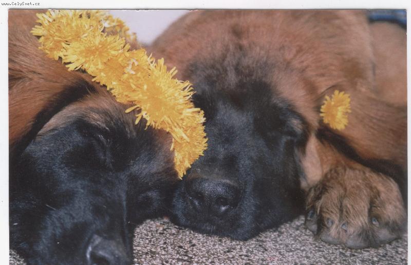 Foto: Ahmed a Anabel