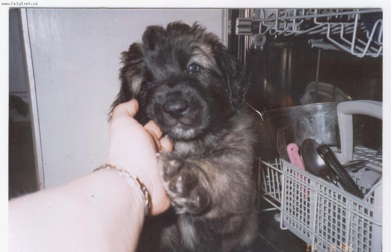 Foto: Arien-Nechci se mejt!!!