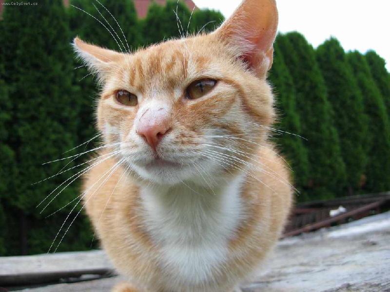 Foto: zrzek-pod�vejte se na mn� zbl�zka