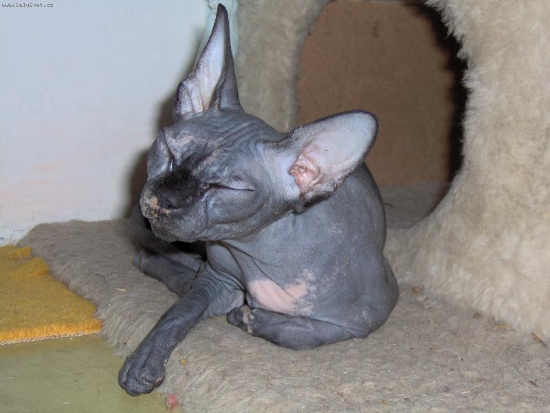 Foto: kanadsk� sphynx-Eki�ka pohod��-to je dr�ri�ka!
