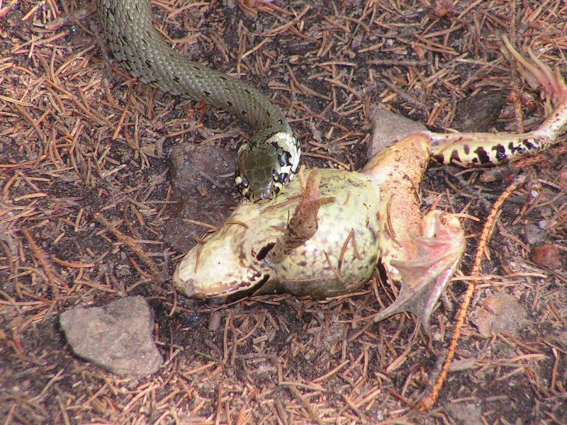 Foto: uz to ma za sebou-cesta na rozhlednu chlum