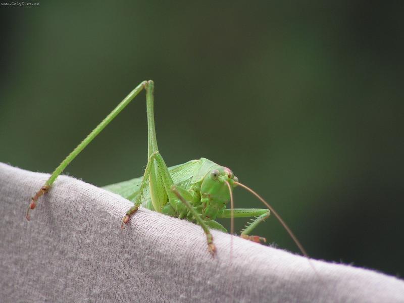 Foto: na balkone-kobylka na pradle