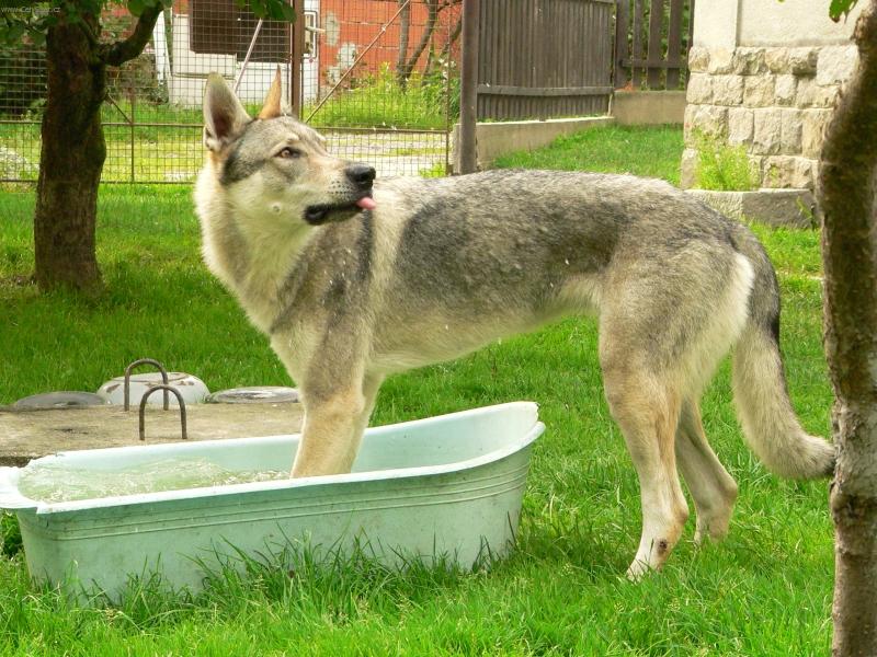 Foto: Hagulka ve van�