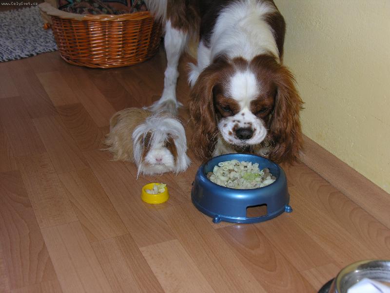 Foto: Hmm, to bude ale dobr�tka, hmm.-M�j pesan Endy s moji por�e�inkou P�jo budou j�st ob�d.