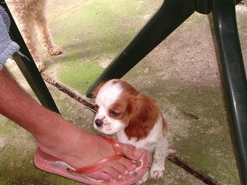 Foto: Jmenuju se Ketty....��k�te mi K�o,tak se se mnou mazlete!!!-Ketty *9.6.2006